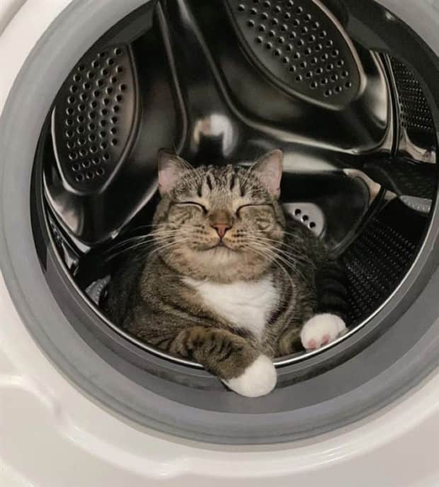 amusing animals 3 3 Get Ready for Funny Animals #408 (22 photos)