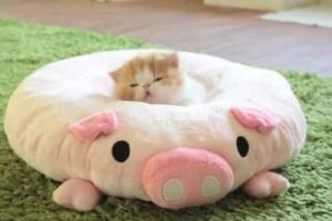 Get Ready for Funny Animals #406 (23 photos)