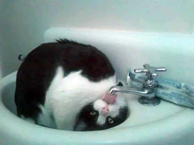 amusing animals 8 3 Get Ready for Funny Animals #408 (22 photos)