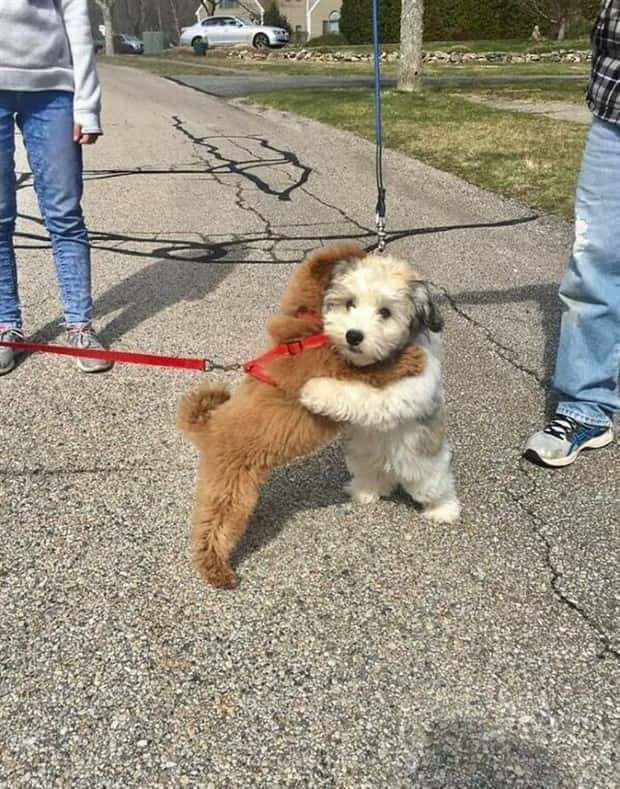 Get Ready for Funny Animals #405 (24 photos)