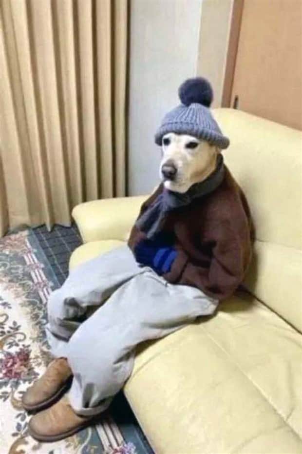 amusing animals and pets 10 Get Ready for Funny Animals #409 (20 photos)