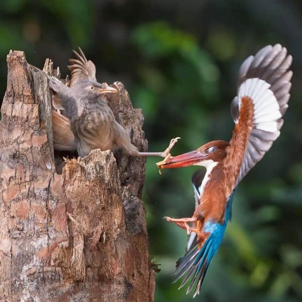 amusing animals and pets 13 Get Ready for Funny Animals #409 (20 photos)