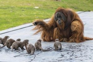 Get Ready for Funny Animals #409 (20 photos)