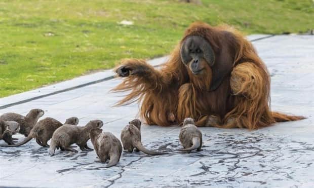 amusing animals and pets 14 Get Ready for Funny Animals #409 (20 photos)