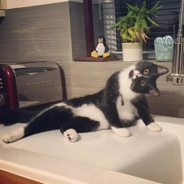 amusing animals and pets 16 Get Ready for Funny Animals #409 (20 photos)