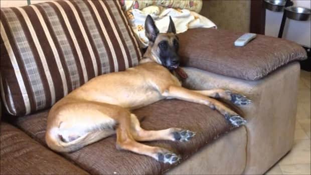 amusing animals and pets 18 Get Ready for Funny Animals #409 (20 photos)