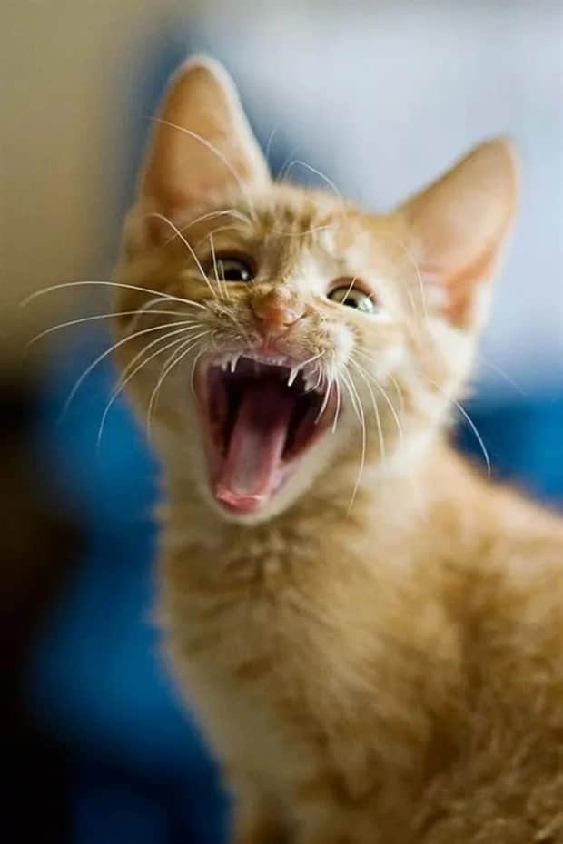 amusing animals and pets 19 Get Ready for Funny Animals #409 (20 photos)