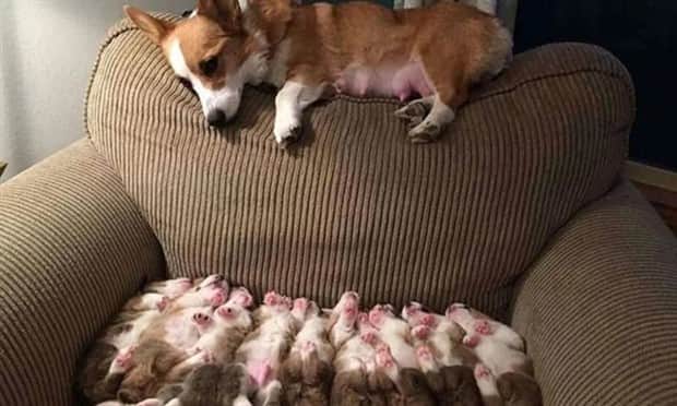 amusing animals and pets 20 Get Ready for Funny Animals #409 (20 photos)