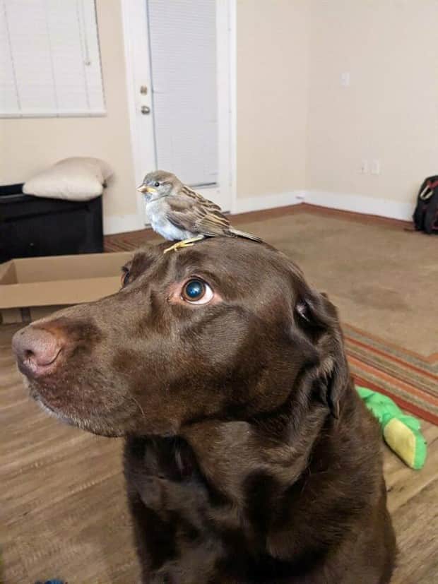 amusing animals and pets 7 Get Ready for Funny Animals #409 (20 photos)