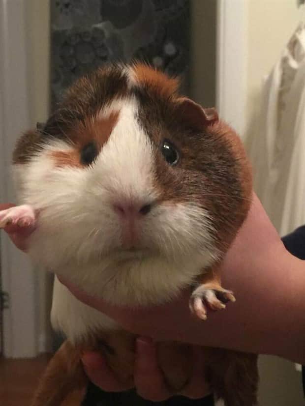 amusing animals and pets 9 Get Ready for Funny Animals #409 (20 photos)