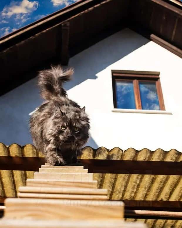 cat ladders in switzerland 16 Swiss Cat Ladders for Feline Freedom (22 photos)