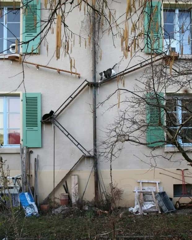 cat ladders in switzerland 17 Swiss Cat Ladders for Feline Freedom (22 photos)