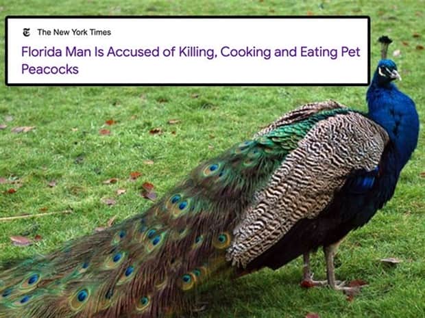 crazy florida headlines 5 Crazy Headlines Only Florida Could Produce (20 photos)