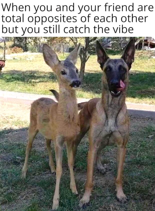 funny memes and pics 17 2 Funny Pics and Memes to Make You Laugh #178 (23 photos)