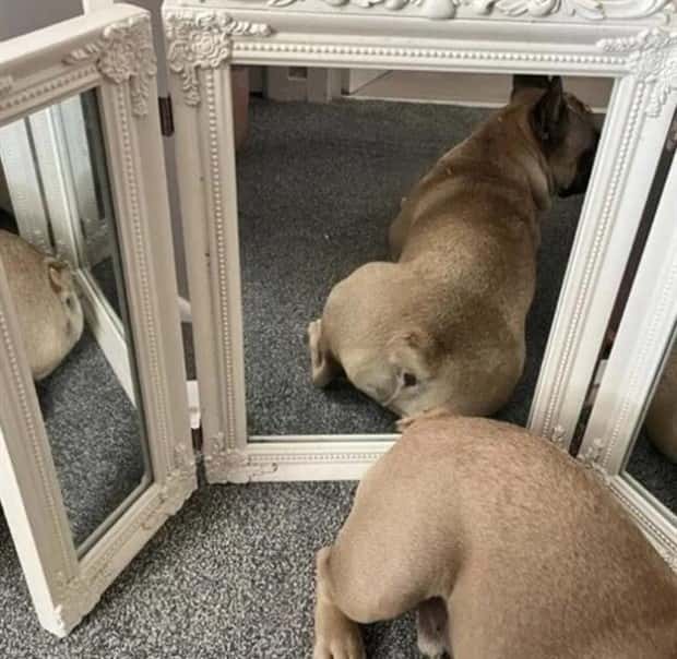Mirror Selfie Fails That Reflect Chaos (18 photos)