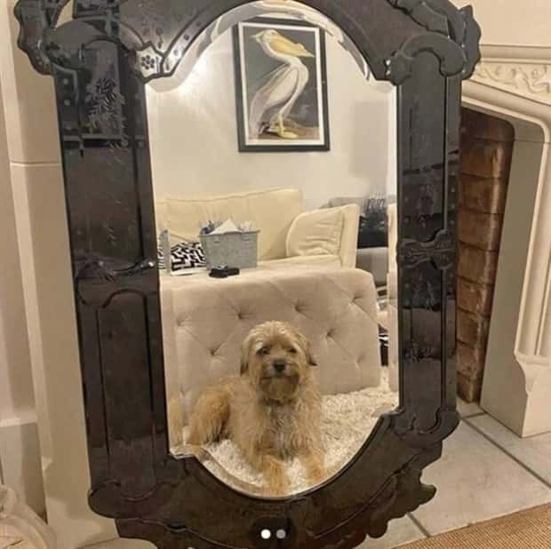 Mirror Selfie Fails That Reflect Chaos (18 photos)