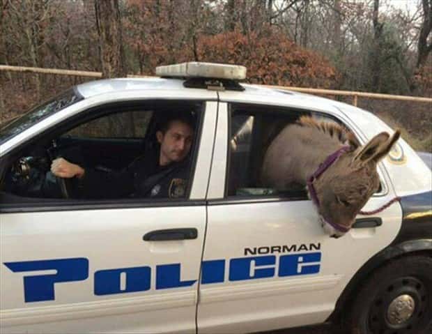 Klyker Picdump #1823 (43 photos)