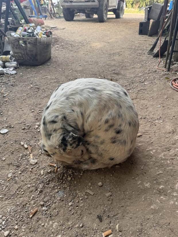 Klyker Picdump #1843 (43 photos)