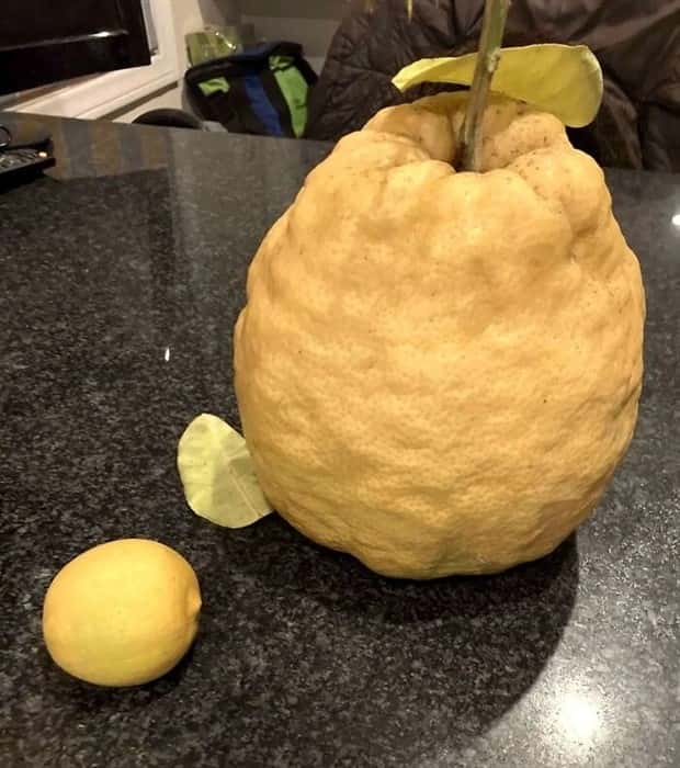 Giant Foods That Defy All Logic (40 photos)