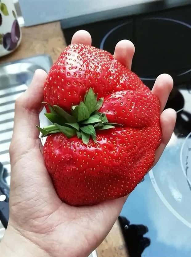 Giant Foods That Defy All Logic (40 photos)