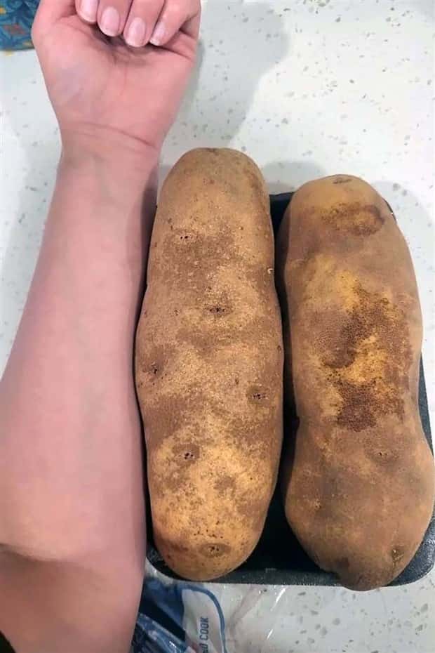 Giant Foods That Defy All Logic (40 photos)