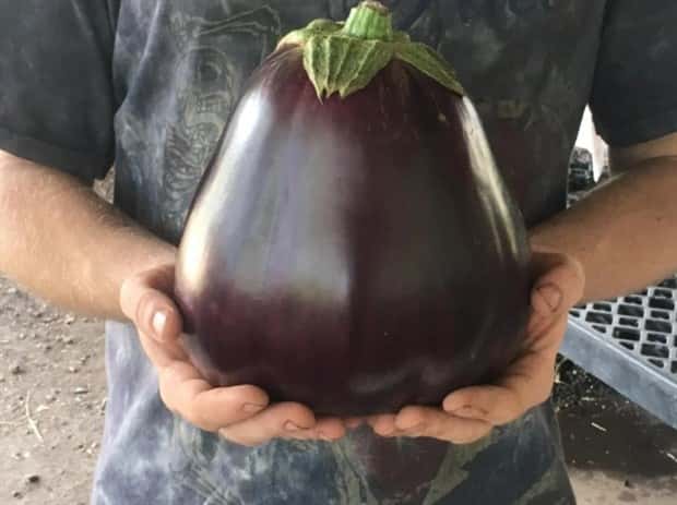 Giant Foods That Defy All Logic (40 photos)