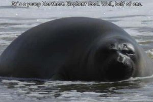 Interesting Pictures with Captions #175 (20 photos)