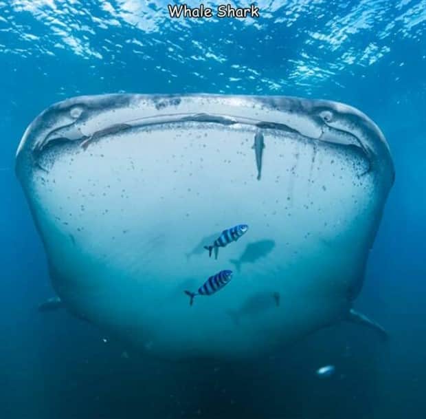 pics with captions 14 1 Interesting Pictures with Captions #179 (16 photos)