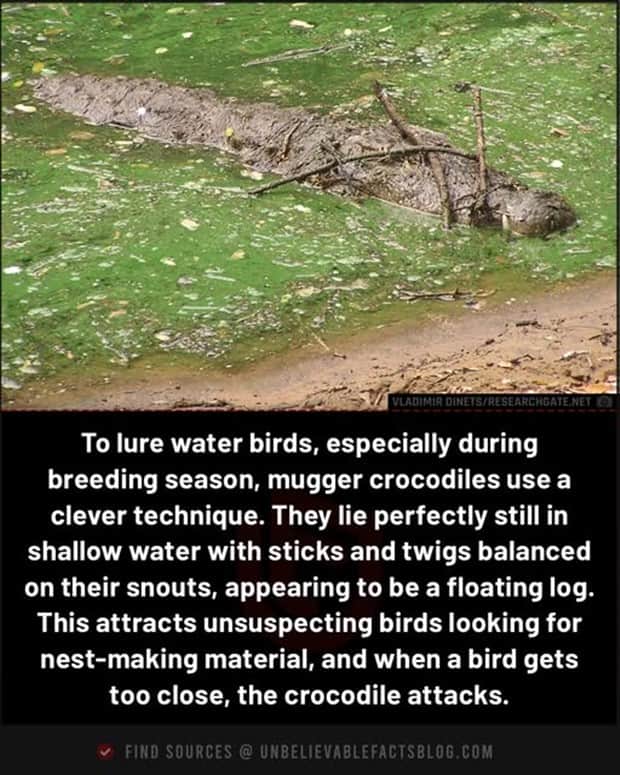 random facts 1 1 Cool and Interesting Facts #452 (19 photos)