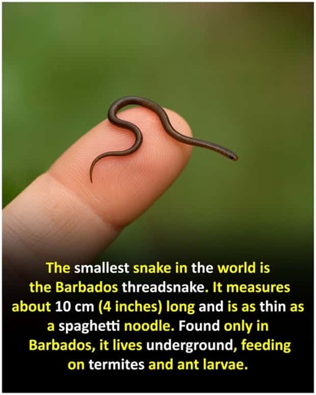 Cool and Interesting Facts #450 (24 photos)