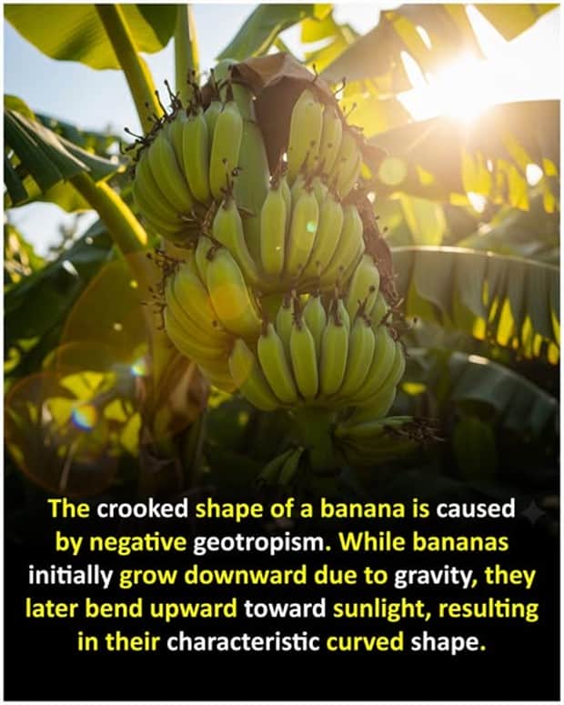 random facts 7 1 Cool and Interesting Facts #452 (19 photos)