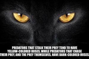 Cool and Interesting Facts #453 (18 photos)