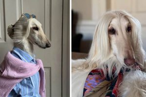 Meet Samantha, the Glamorous Afghan Hound (15 photos)