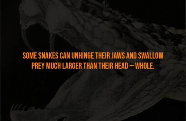 scary facts 14 Creepy Facts are Back #14 (21 photos)