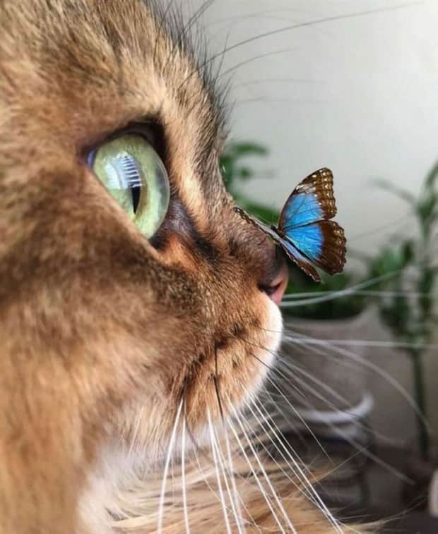 Awesome Pictures You Shouldn’t Miss #180 (20 photos)