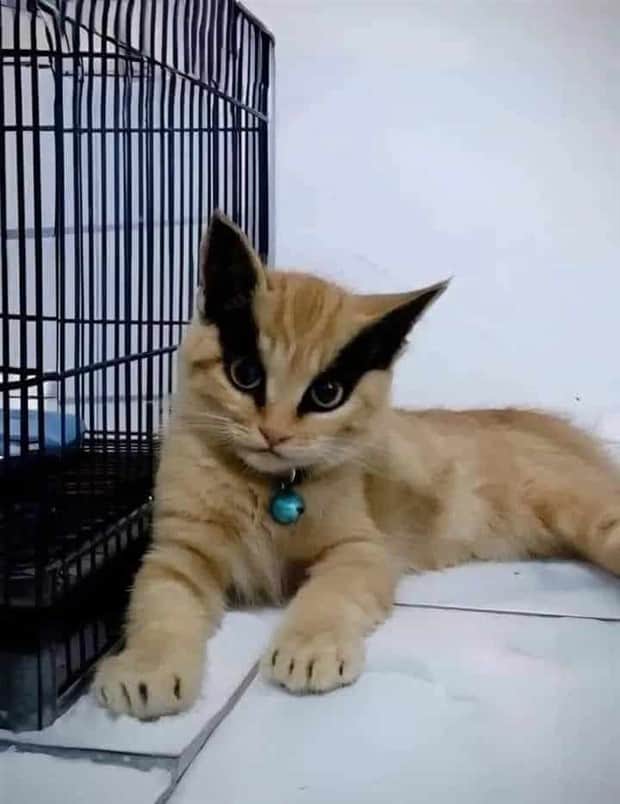 beautiful cats 1 Unique Cats with Beautiful Odd Details (30 photos)