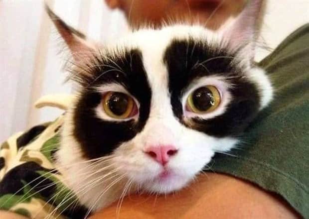 beautiful cats 15 Unique Cats with Beautiful Odd Details (30 photos)