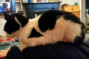 Unique Cats with Beautiful Odd Details (30 photos)