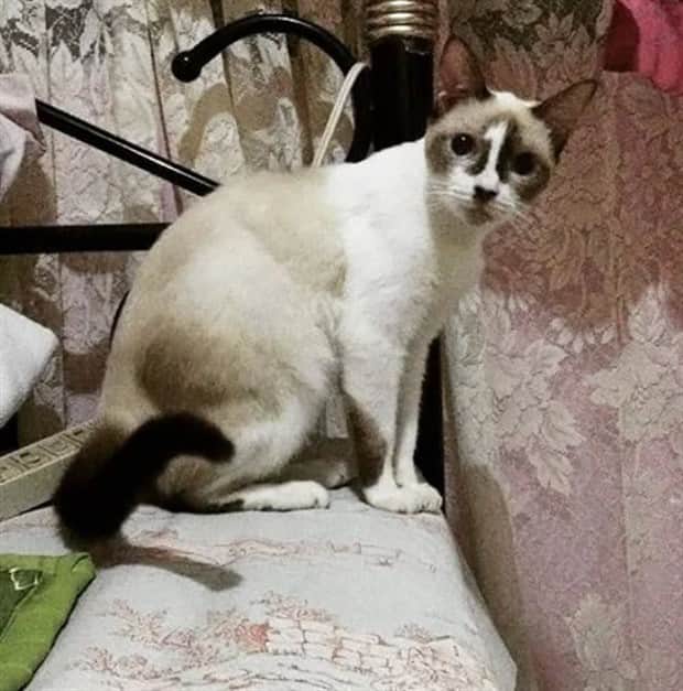 beautiful cats 19 Unique Cats with Beautiful Odd Details (30 photos)