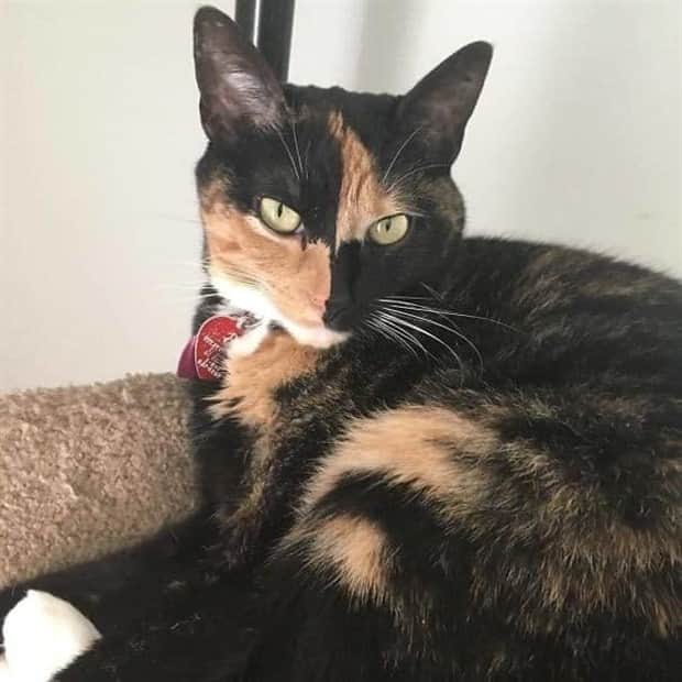 beautiful cats 23 Unique Cats with Beautiful Odd Details (30 photos)