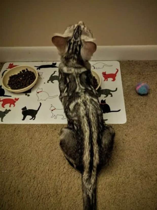 beautiful cats 24 Unique Cats with Beautiful Odd Details (30 photos)