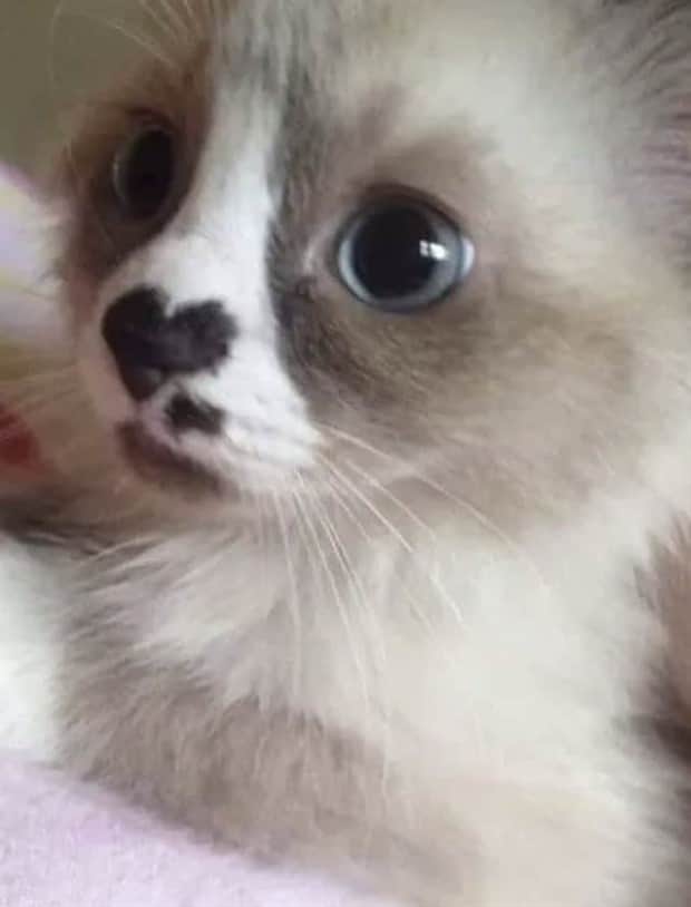 beautiful cats 26 Unique Cats with Beautiful Odd Details (30 photos)