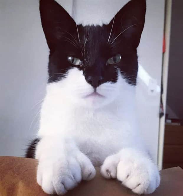 beautiful cats 27 Unique Cats with Beautiful Odd Details (30 photos)