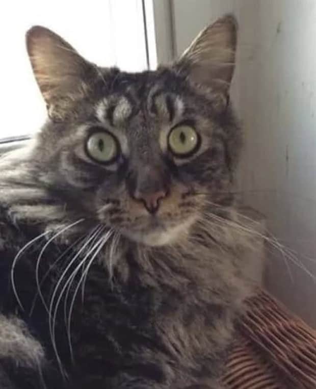 beautiful cats 28 Unique Cats with Beautiful Odd Details (30 photos)