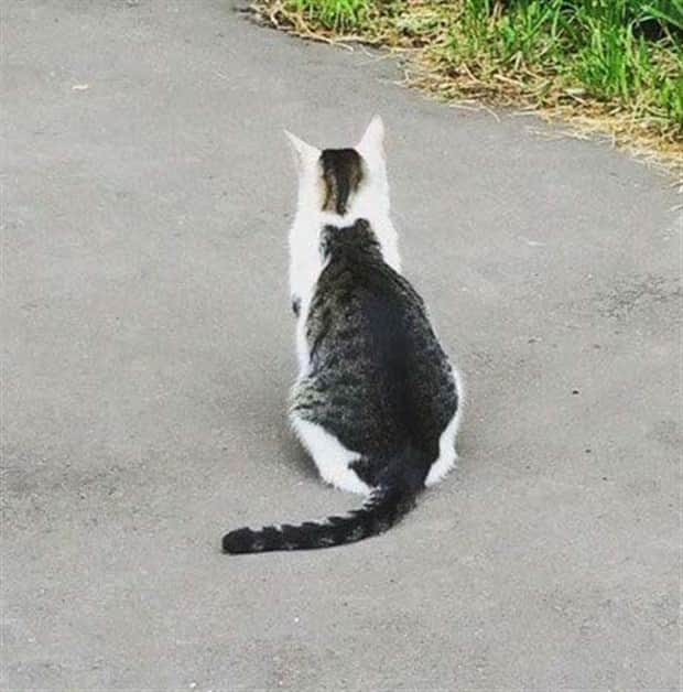 beautiful cats 29 Unique Cats with Beautiful Odd Details (30 photos)