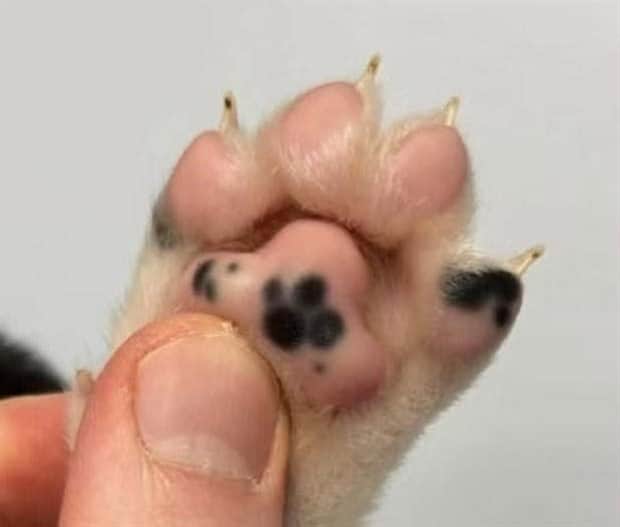 beautiful cats 3 Unique Cats with Beautiful Odd Details (30 photos)