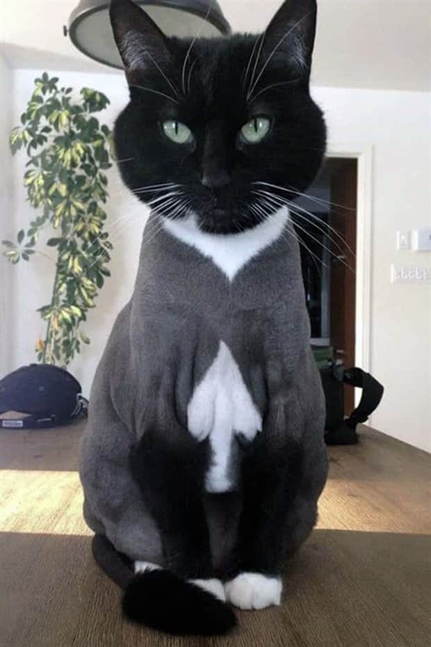 beautiful cats 30 Unique Cats with Beautiful Odd Details (30 photos)