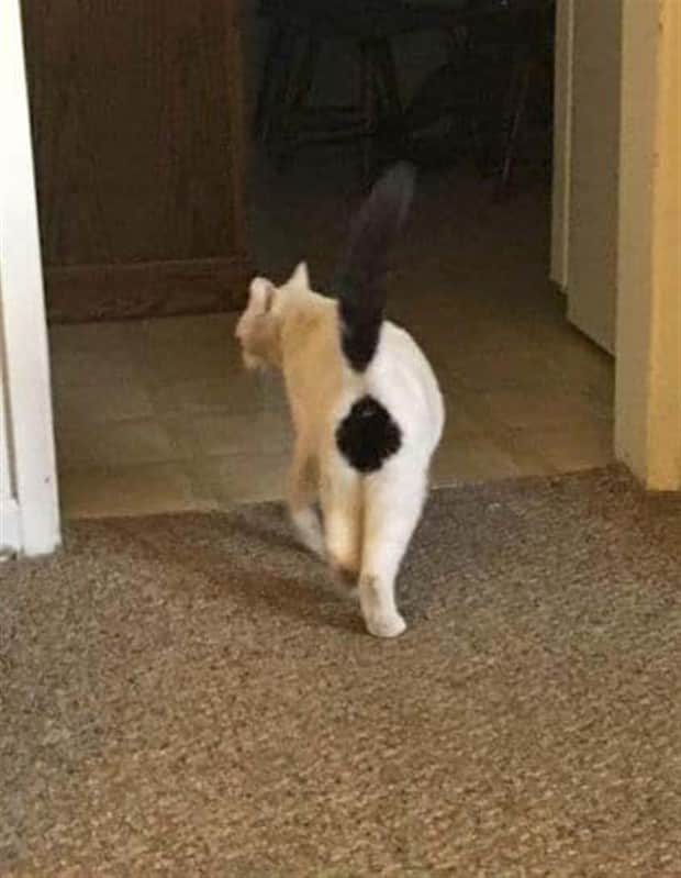 beautiful cats 4 Unique Cats with Beautiful Odd Details (30 photos)