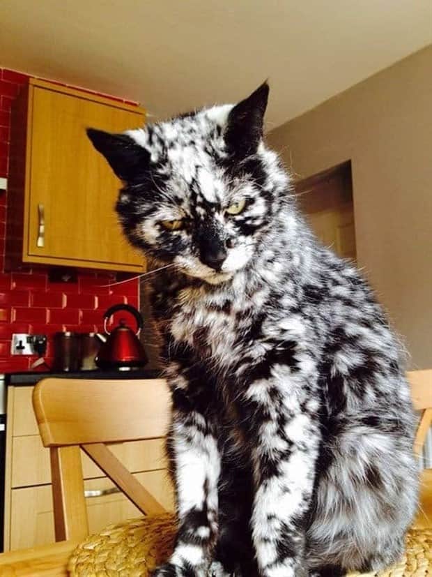 beautiful cats 5 Unique Cats with Beautiful Odd Details (30 photos)