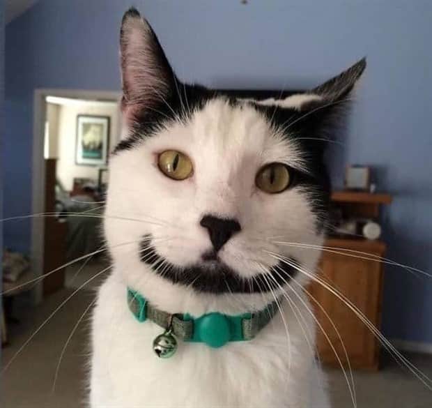 beautiful cats 7 Unique Cats with Beautiful Odd Details (30 photos)